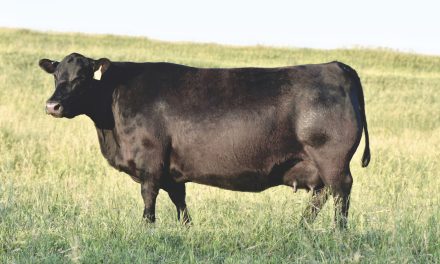 Angus Embryos For Sale:  SB10-3370