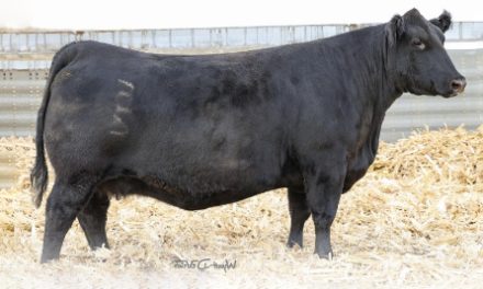 Angus Embryos For Sale:  SB10-3363