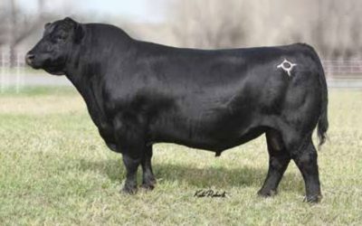 Angus Semen For Sale: SB10-3377