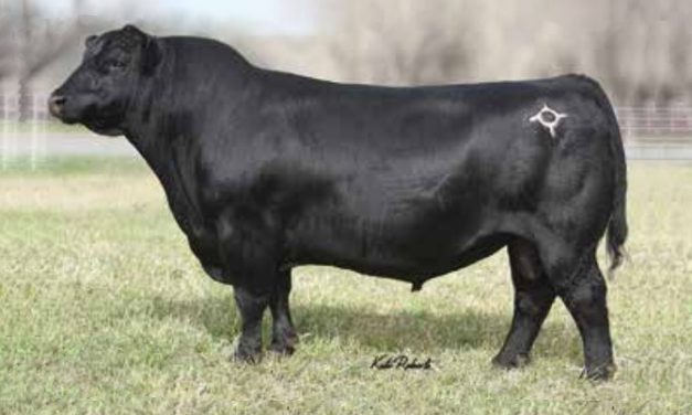 Angus Semen For Sale:  SB10-3377