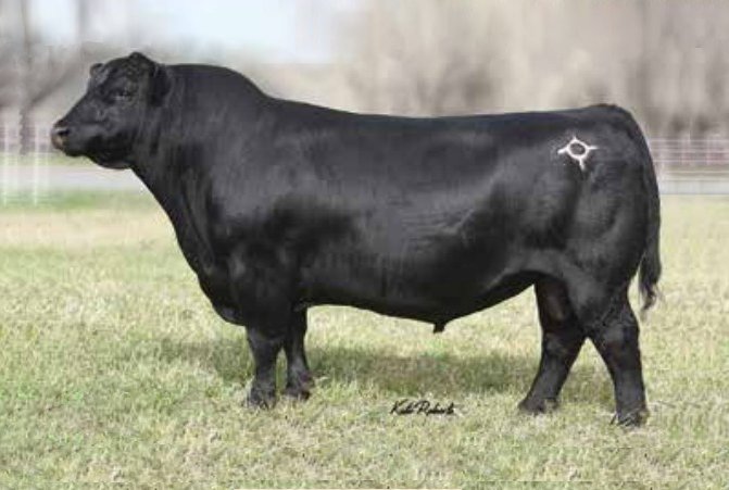 Angus Semen For Sale:  SB10-3377