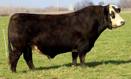 Simmental Semen For Sale:  SB10-3359