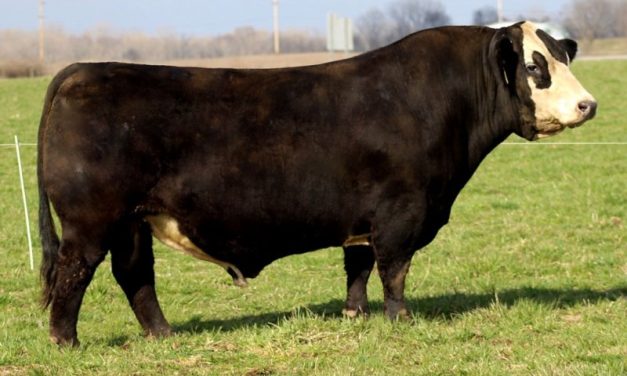 Simmental Semen For Sale:  SB10-3359