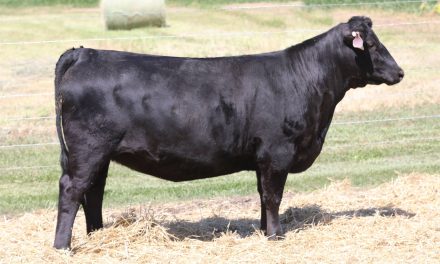 Angus Embryos For Sale:  SB10-4080
