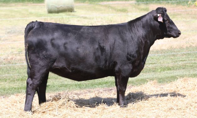 Angus Embryos For Sale:  SB10-4080