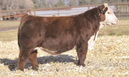Hereford Semen Wanted:  SB10-3411