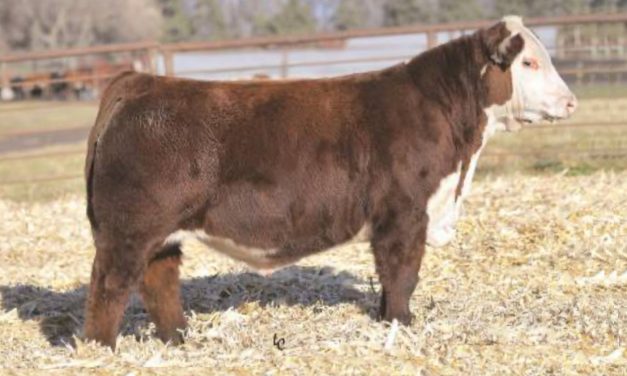 Hereford Semen Wanted:  SB10-3411