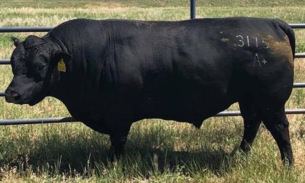Angus Semen For Sale:  SB10-3398
