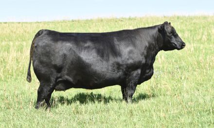 Angus Embryos For Sale:  SB10-2955