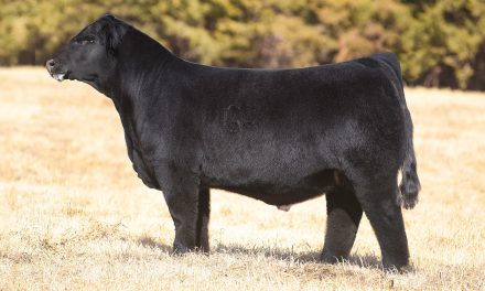 Simmental Semen For Sale:  SB10-3408