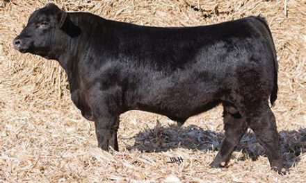 Angus Semen For Sale:  SB10-3407