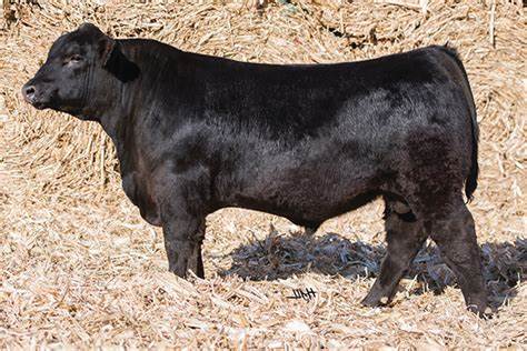 Angus Semen For Sale:  SB10-3407