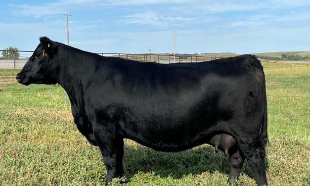 Angus Embryos For Sale:  SB10-4404