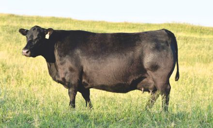 Angus Embryos For Sale:  SB10-3397