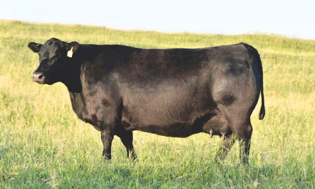 Angus Embryos For Sale:  SB10-3397