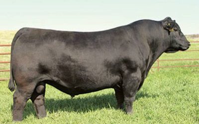 Angus Semen For Sale: SB10-3390