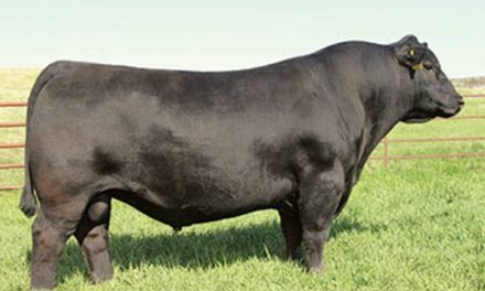 Angus Semen For Sale:  SB10-3390