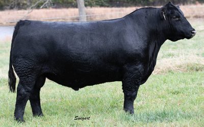 Angus Semen For Sale:  SB10-3389