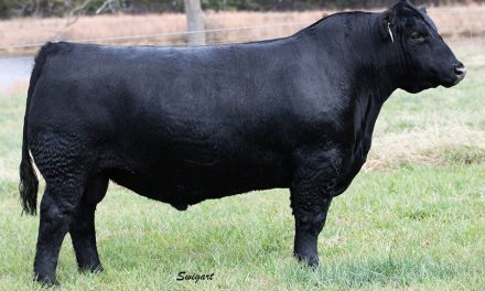 Angus Semen For Sale:  SB10-3389
