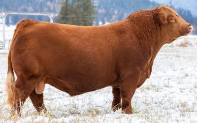 Simmental Semen For Sale:  SB10-3387
