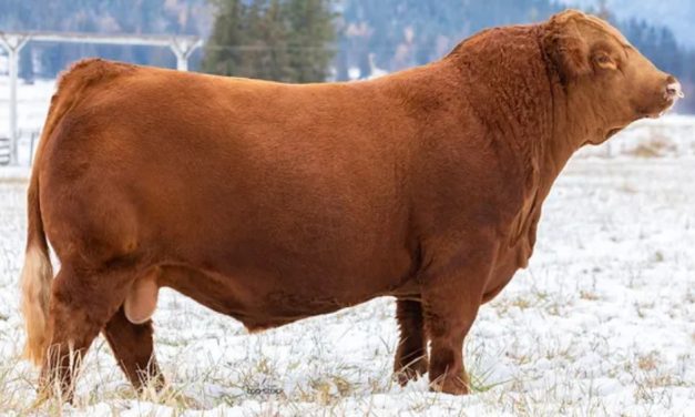 Simmental Semen For Sale:  SB10-3387