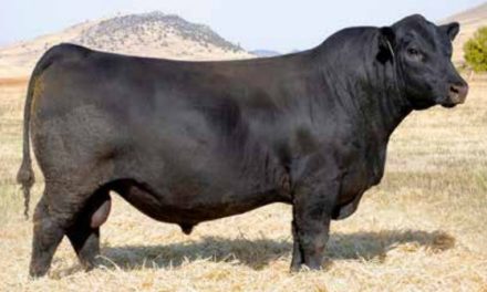 Angus Semen For Sale:  SB10-3413