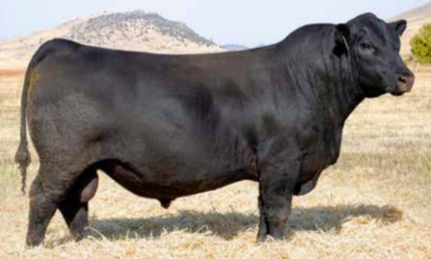 Angus Semen For Sale:  SB10-3413