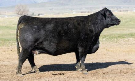 Angus Embryos For Sale:  SB10-3405