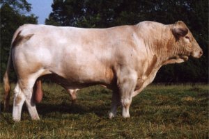 VCR_Sir_Duke_910_Polled