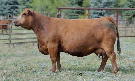 Simmental Embryos For Sale:  SB10-3403