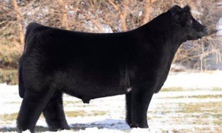 Angus Semen For Sale:  SB10-3494