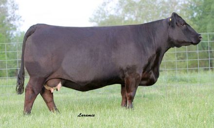 Simmental Embryos For Sale:  SB10-3404