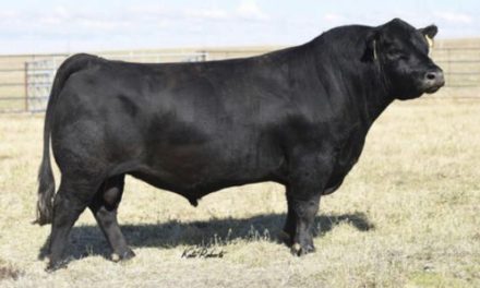 Angus Semen For Sale:  SB10-3451