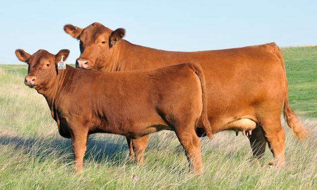 Red Angus Embryos For Sale:  SB10-3442