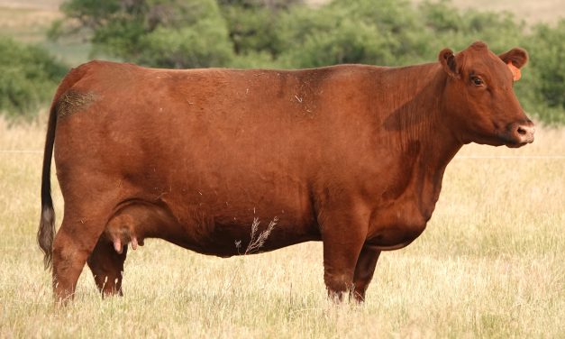 Red Angus Embryos For Sale:  SB10-3094