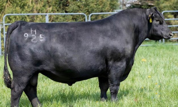 Angus Embryos For Sale:  SB10-3446