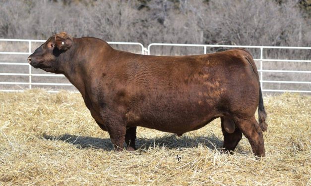 Red Angus Semen Wanted:  SB10-3422