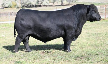 Angus Semen For Sale:  SB10-3420