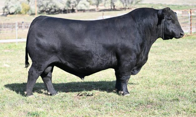 Angus Semen For Sale:  SB10-3420