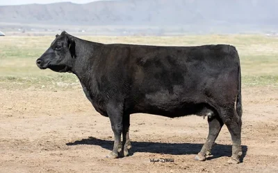 Angus Embryos For Sale:  SB10-3433