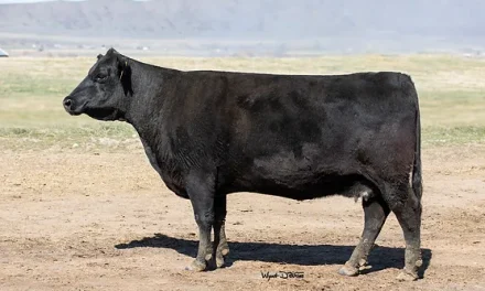 Angus Embryos For Sale:  SB10-3433