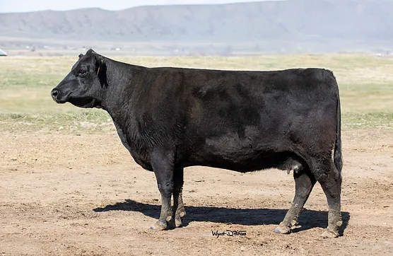 Angus Embryos For Sale:  SB10-3433