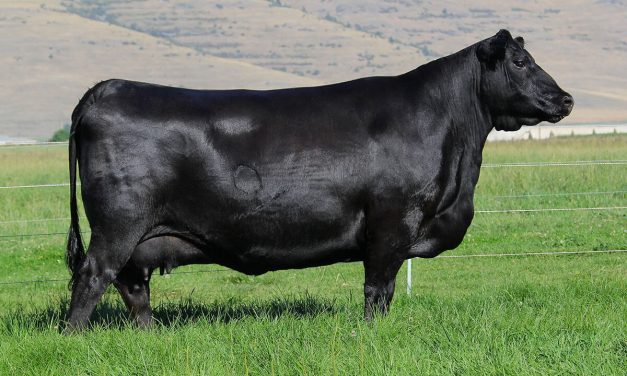Angus Embryos For Sale:  SB10-3434