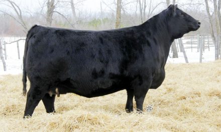 Angus Embryos For Sale:  SB10-3439