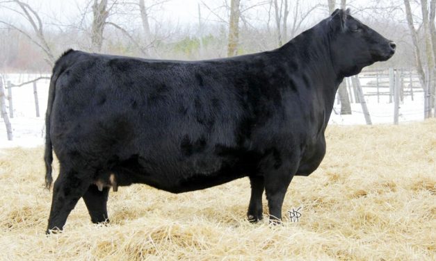 Angus Embryos For Sale:  SB10-3439