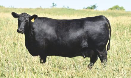Angus Embryos For Sale:  SB10-3544
