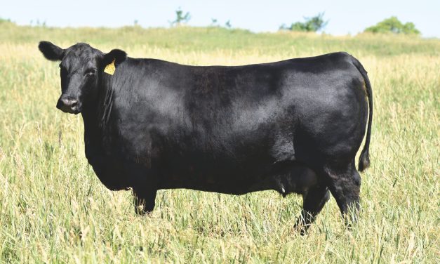 Angus Embryos For Sale: SB10-3394