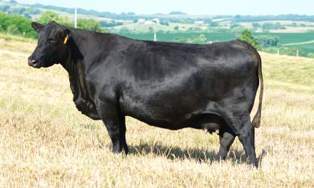 Angus Embryos For Sale:  SB10-3428