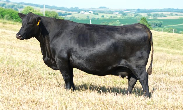 Angus Embryos For Sale:  SB10-3428
