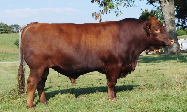 Red Angus Semen For Sale:  SB10-3430